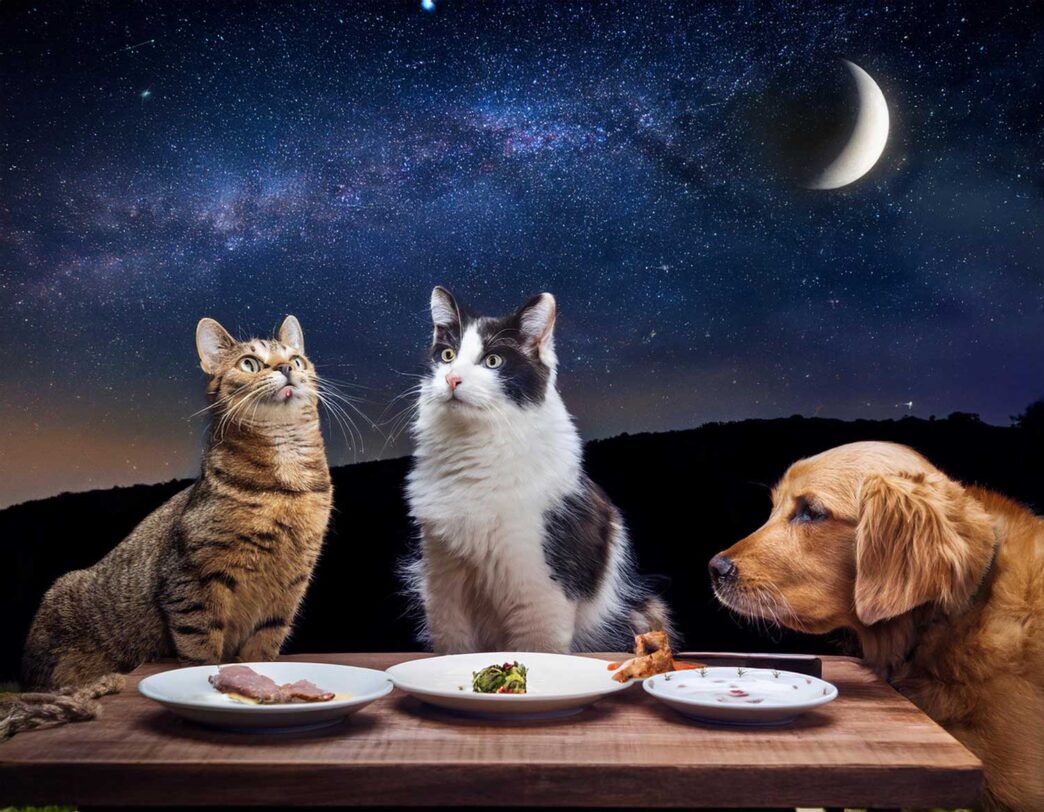 Firefly_f12c602e-afbf-4d7d-9294-d9a6725faef6 - Gringo Gazette