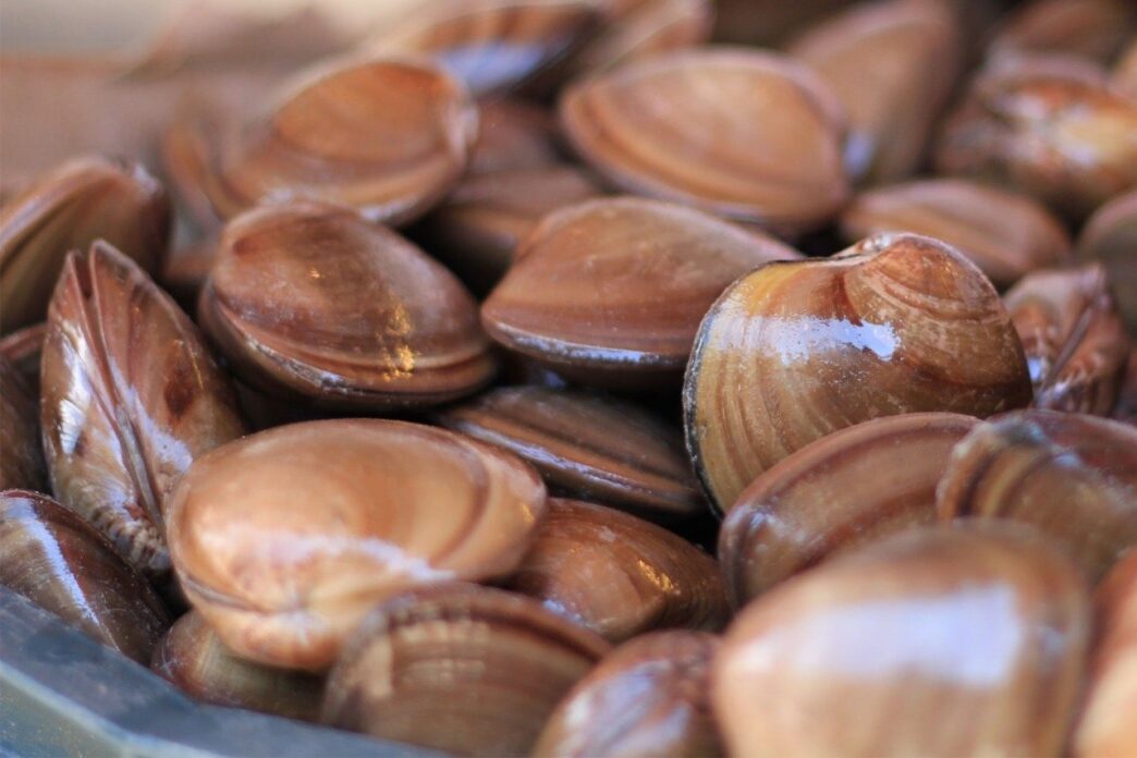 IMG_0015 - Gringo Gazette