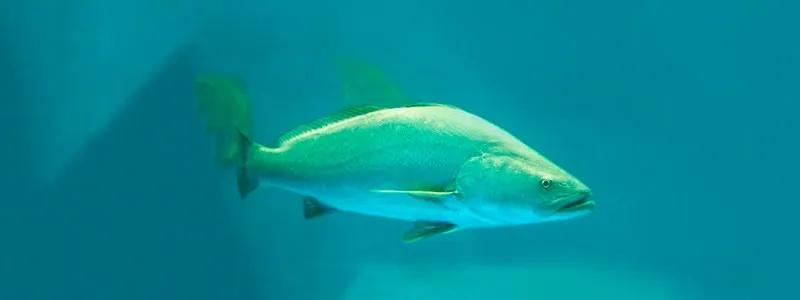 1-HEAD_totoaba1502 - Gringo Gazette