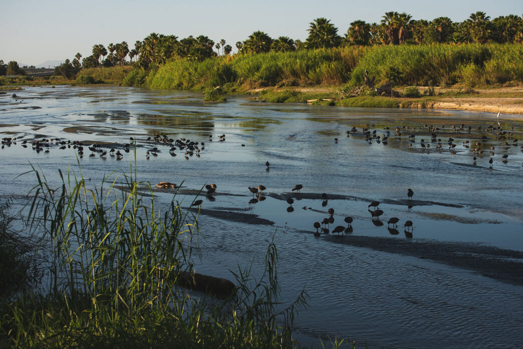 AdobeStock_321182272 - Gringo Gazette