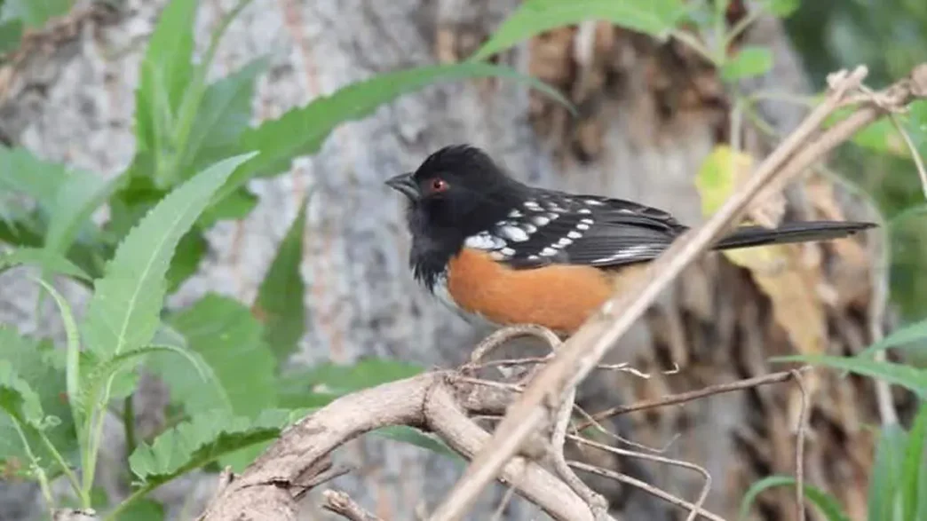 hay especies en peligro de extinsión - Gringo Gazette