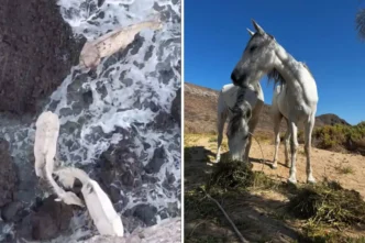 caballos-rescatados-fallece-9843a1c8-focus-0-0-1479-828 - Gringo Gazette