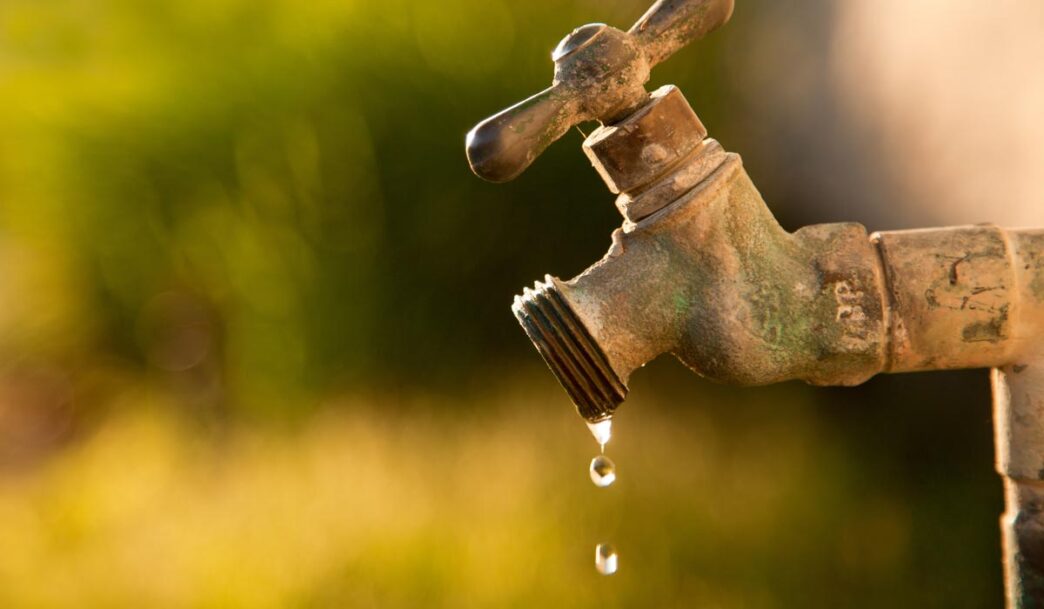 grifo - Gringo Gazette