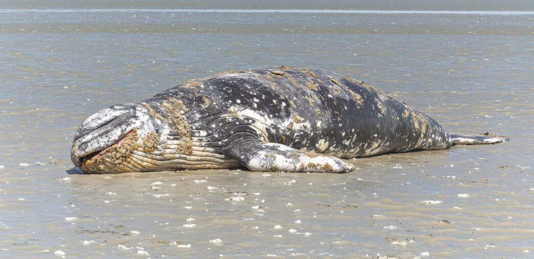 AdobeStock_1192253821 - Gringo Gazette