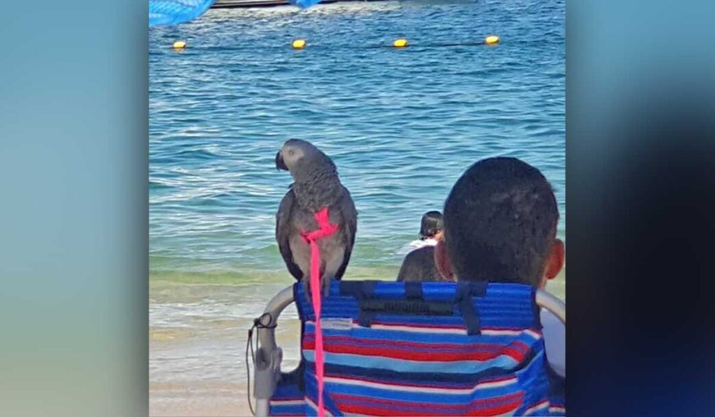 parrot - Gringo Gazette