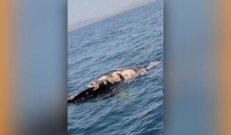 BALLENA--MUY-HERIDA-CERRITOS - Gringo Gazette