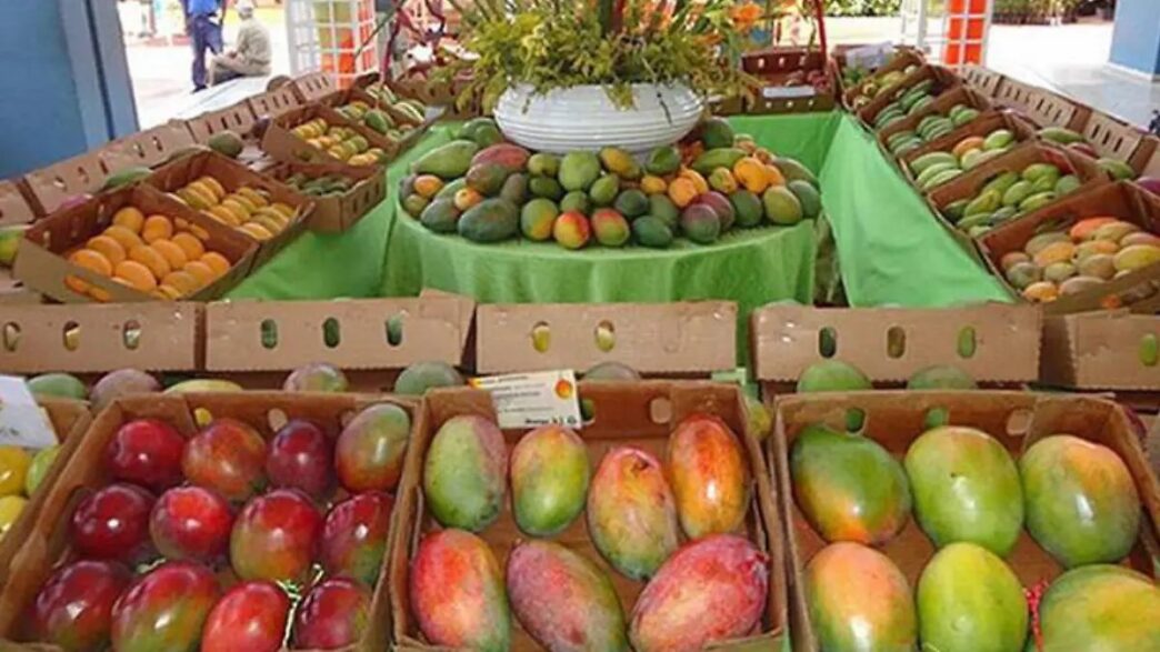 mango fest el sudcaliforniano - Gringo Gazette