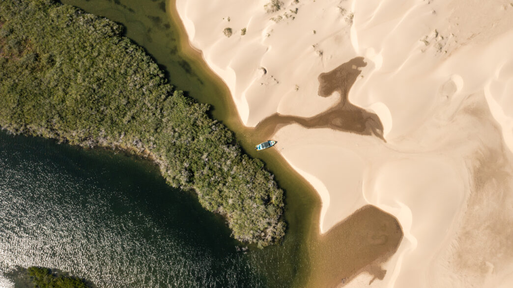 MarVivo Limited Release - Magdalena Bay Mangroves-1 - Gringo Gazette