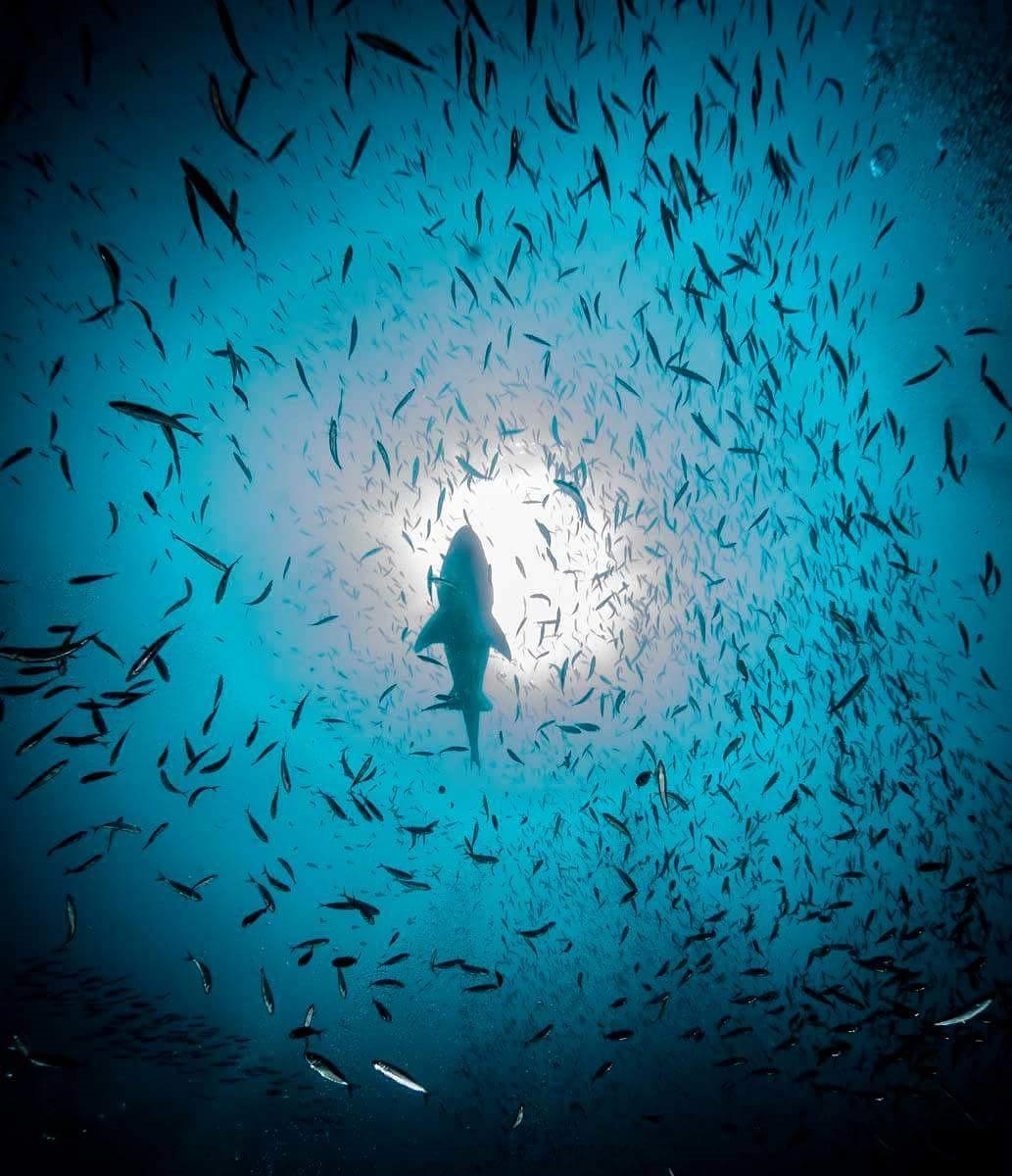 gulfOfCalifornia - Gringo Gazette