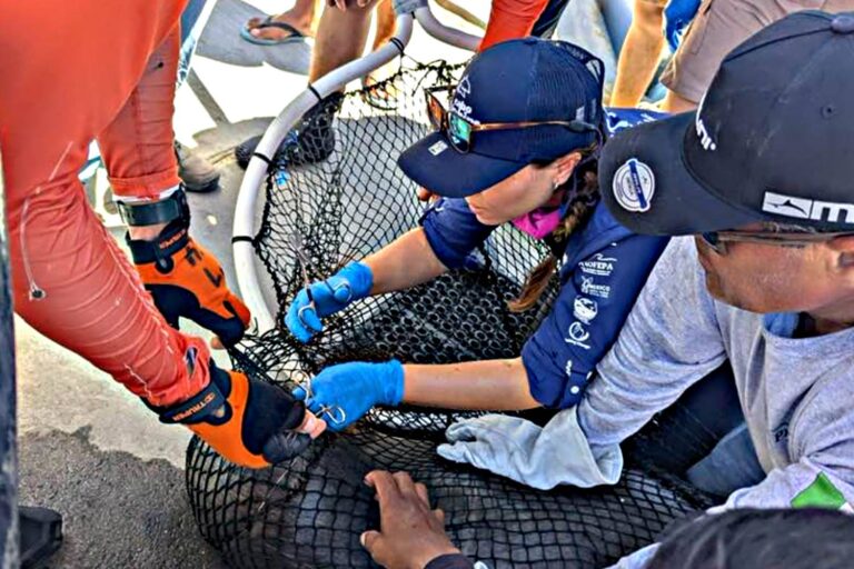 muelle-cabo-san-lucas-rescate-lobo-marino-atrapado-redes-pesca-768x512 fb - Gringo Gazette