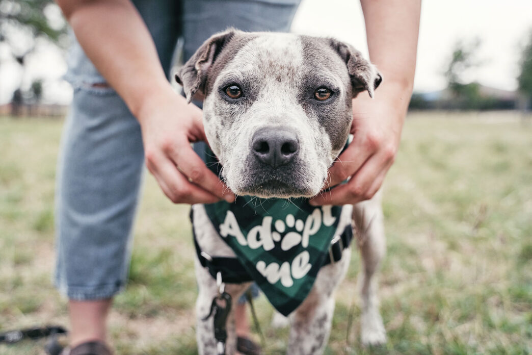 petsAdoption - Gringo Gazette