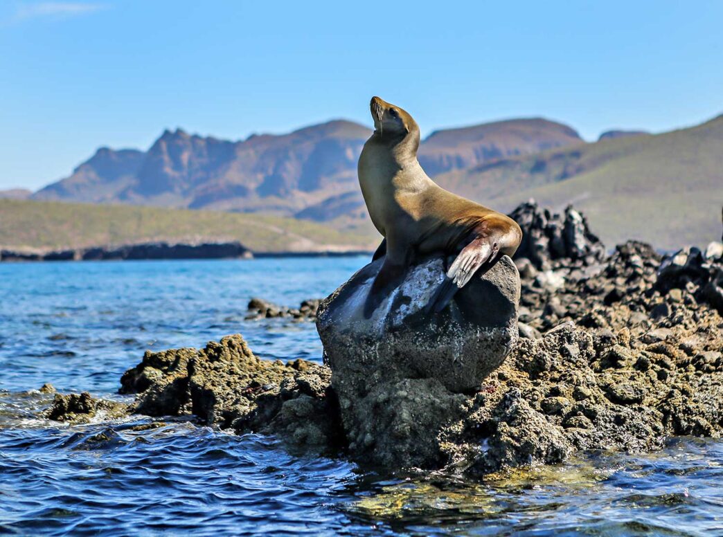 seaLions - Gringo Gazette