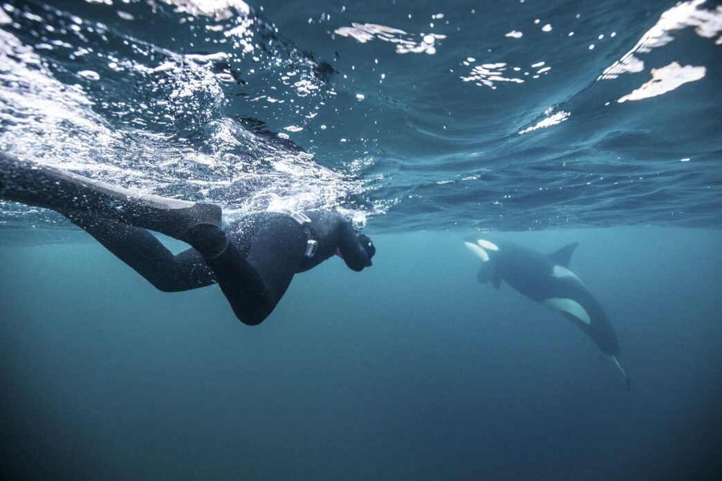 orcas - Gringo Gazette