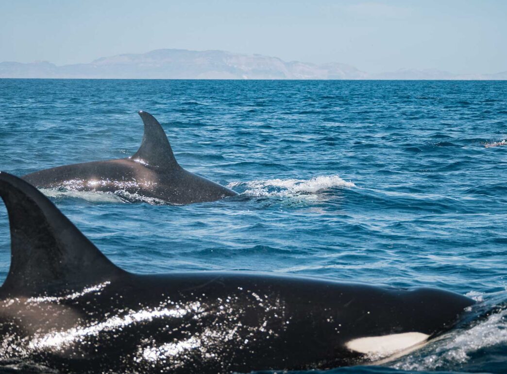 orcas - Gringo Gazette