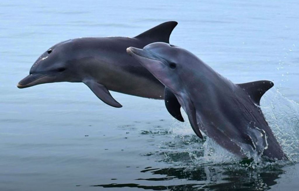 Dolphin2 - Gringo Gazette