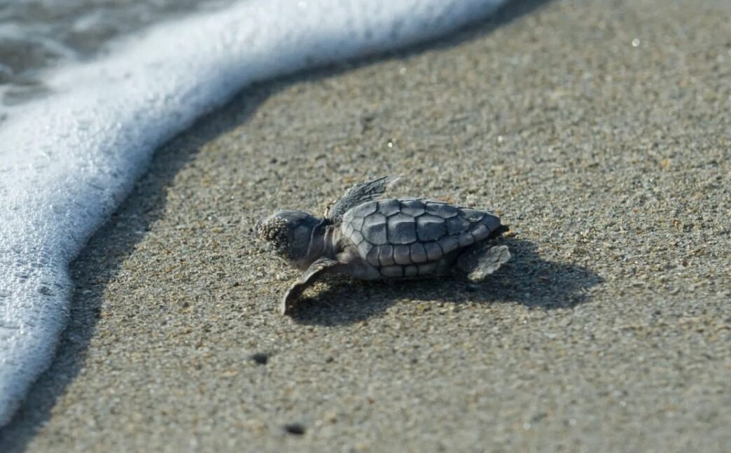 SeaTurtle - Gringo Gazette