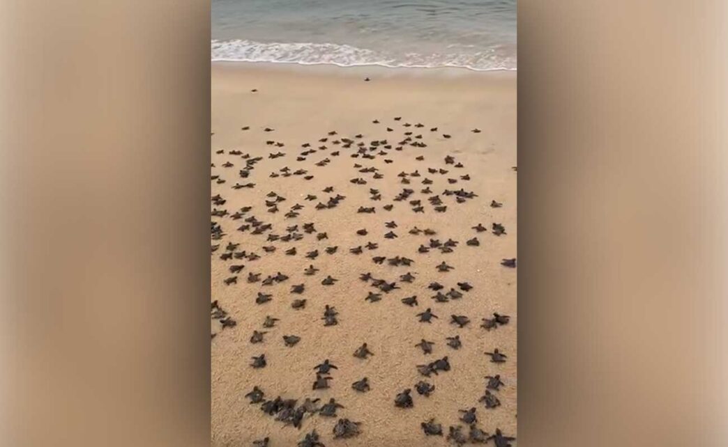 babyTurtles - Gringo Gazette