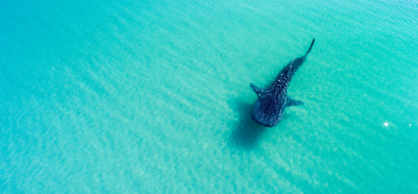 Whale Shark rhincodon typus the biggest fish in the ocean a huge gentle plankton filterer giant swimming near the surface La Paz Baja California sur Mexico - Gringo Gazette