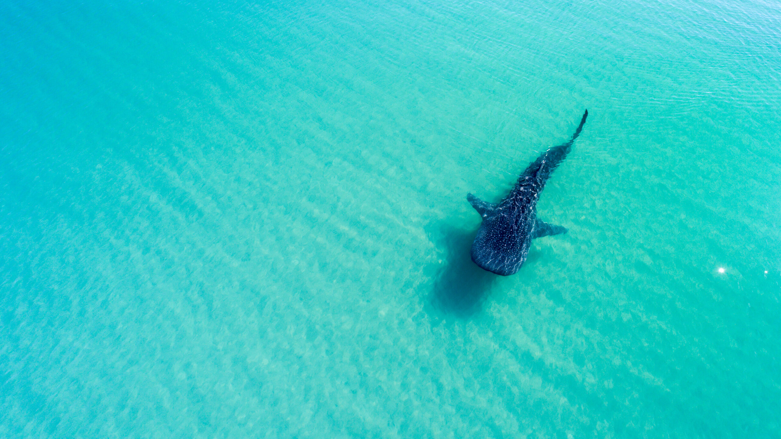 Gentle Giants Return: Whale Shark Season Opens in Baja