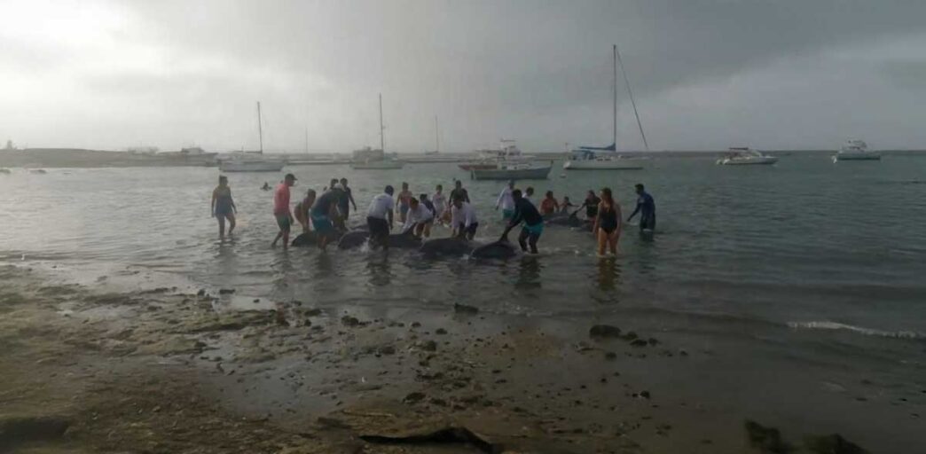 dolphinsBeachLaPaz - Gringo Gazette