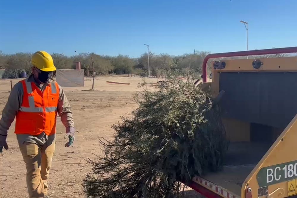 xmas trees - Gringo Gazette