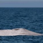 A Once-in-a-Lifetime Sighting: Rare Albino Blue Whale in Baja Waters