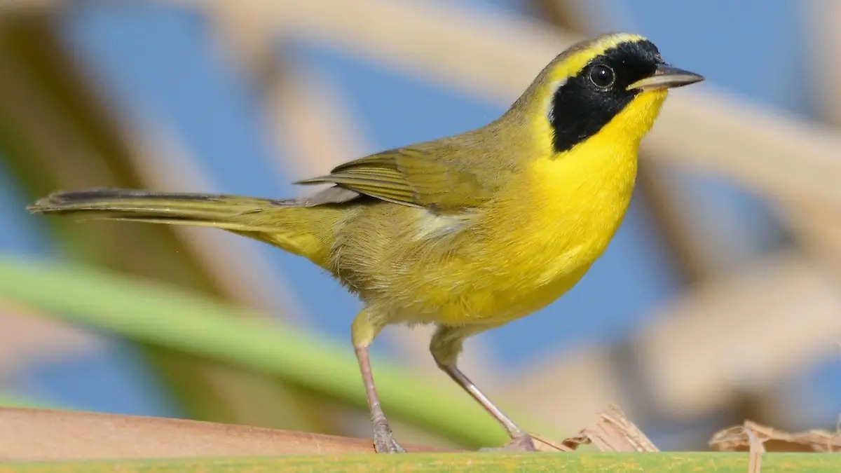 Birdwatching is Growing in Baja California Sur