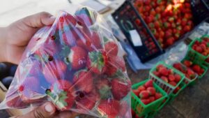 Bag of fresh strawberries in a clear perforated plastic bag held by hands at an outdoor market stall