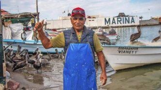 Fisherman in a blue apron and red cap gives a thumbs up at a busy marina with boats and pelicans nearby.