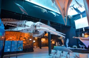 Blue-lit museum gallery with large white skeletons hanging from the ceiling, fossil displays along the walls, and several white chairs in the foreground.