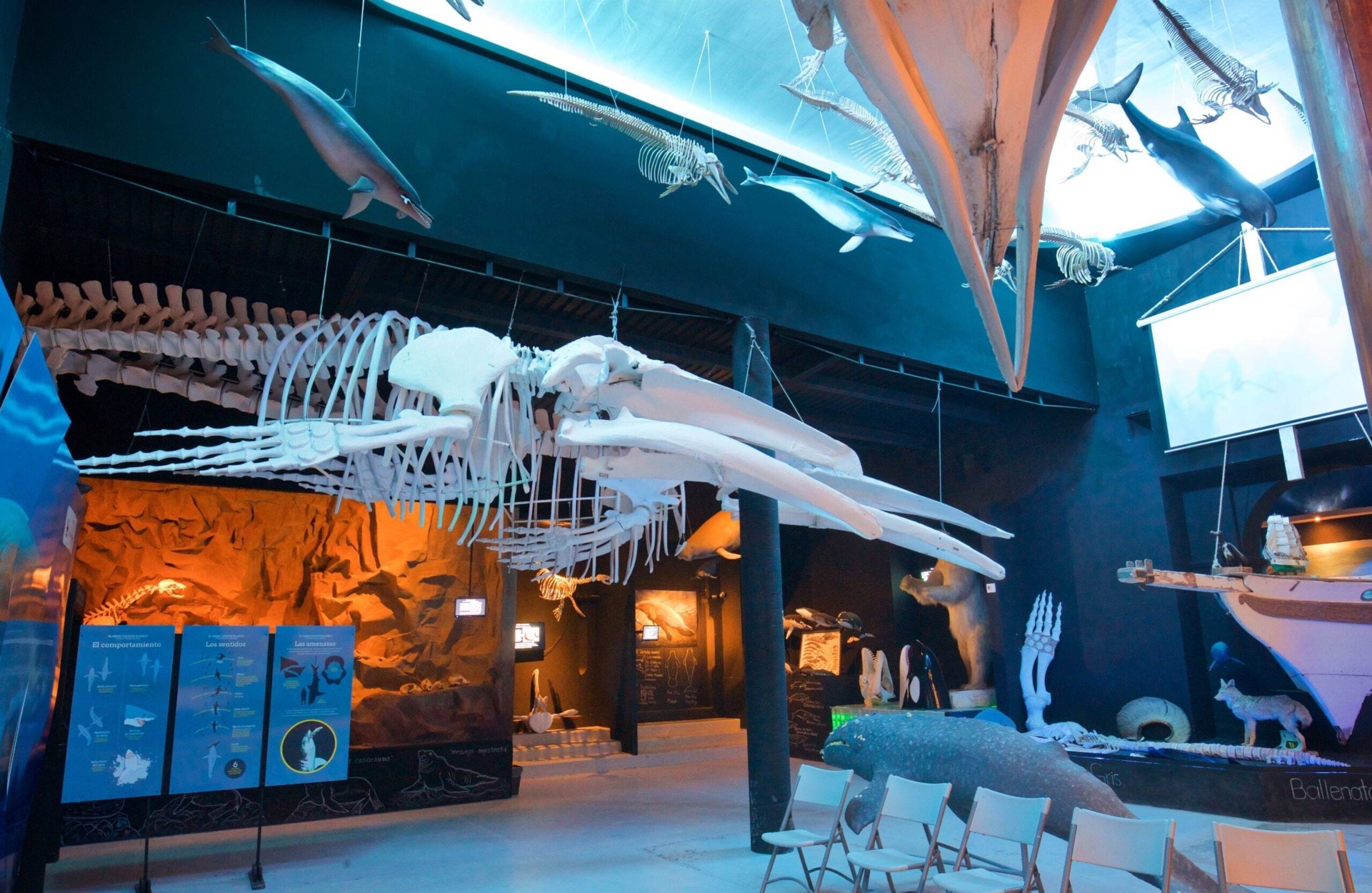 The La Paz Whale Museum Endures Three Decades