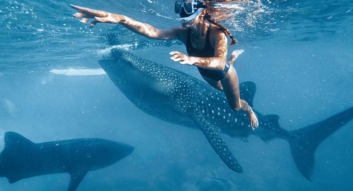 Swimmer in a black swimsuit snorkels beside a spotted whale shark underwater.