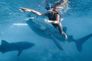 Swimmer in a black swimsuit snorkels beside a spotted whale shark underwater.