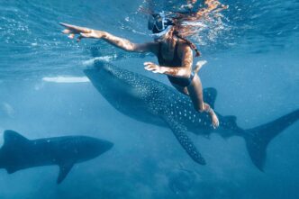 Swimmer in a black swimsuit snorkels beside a spotted whale shark underwater.