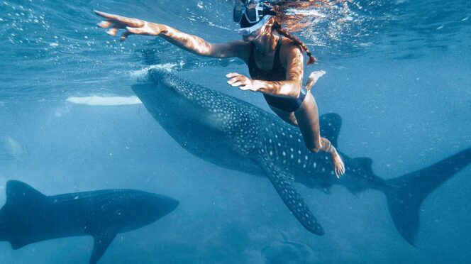 Swimmer in a black swimsuit snorkels beside a spotted whale shark underwater.