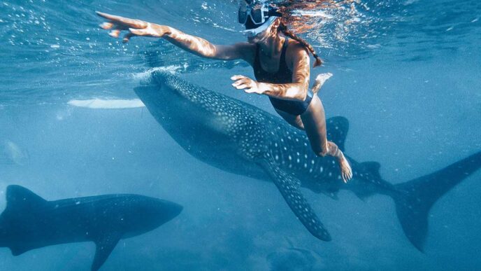 Swimmer in a black swimsuit snorkels beside a spotted whale shark underwater.