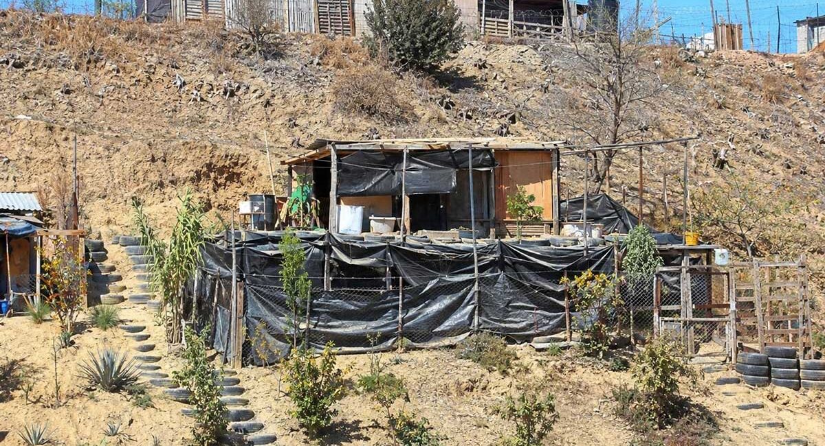 Makeshift hillside dwelling encased in black plastic tarp, wood framing, and a chain-link fence, with a terraced garden.