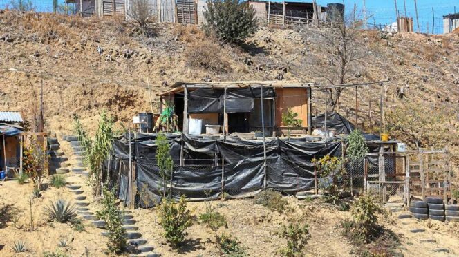 Makeshift hillside dwelling encased in black plastic tarp, wood framing, and a chain-link fence, with a terraced garden.