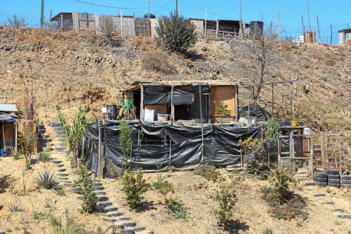 Makeshift hillside dwelling encased in black plastic tarp, wood framing, and a chain-link fence, with a terraced garden.