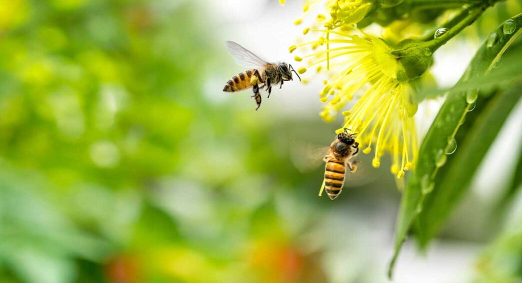 AdobeStock_338625213 - Gringo Gazette Two bees hover near a bright yellow flower with many stamens in a green garden backdrop, captured in macro detail.