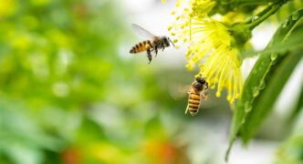 Two bees hover near a bright yellow flower with many stamens in a green garden backdrop, captured in macro detail.