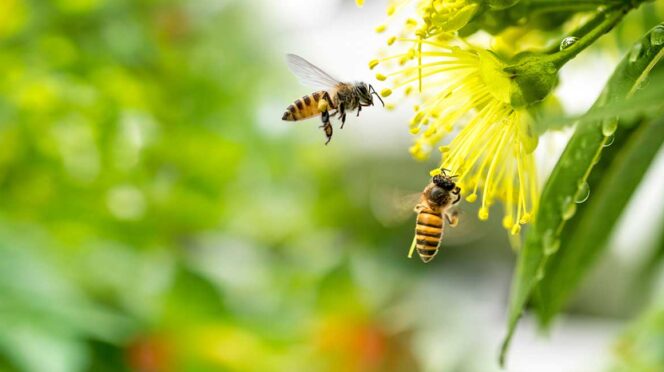 Two bees hover near a bright yellow flower with many stamens in a green garden backdrop, captured in macro detail.