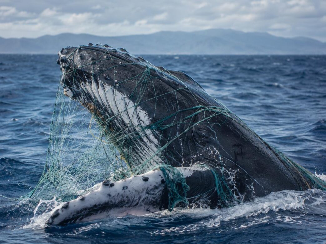 Humpback whale entangled in green fishing nets in the open ocean.