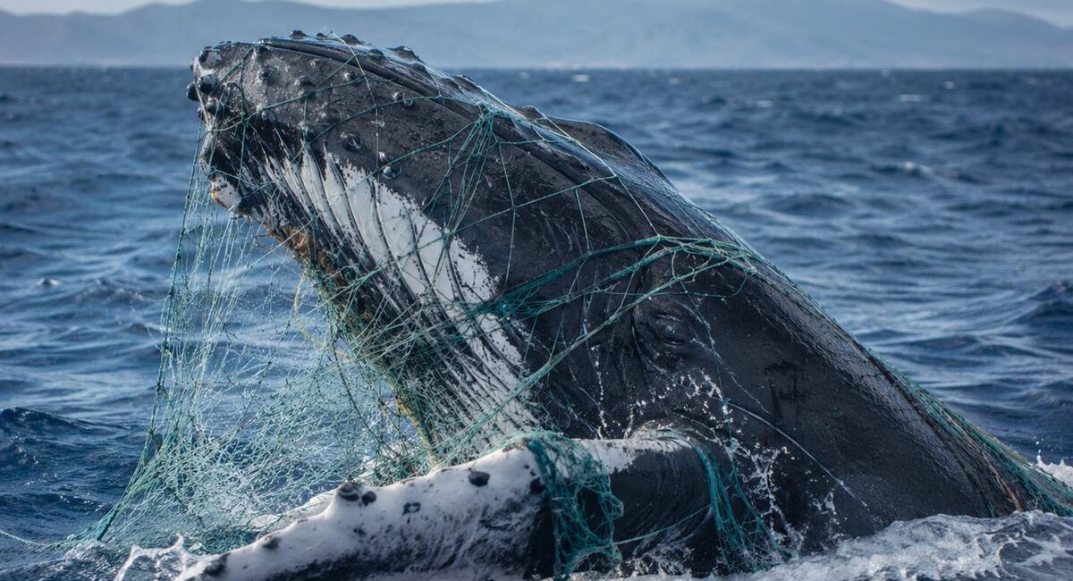 Humpback whale entangled in green fishing nets in the open ocean.