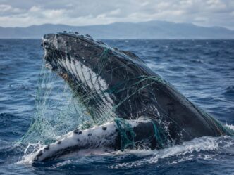 Humpback whale entangled in green fishing nets in the open ocean.