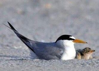 Adult tern with orange beak standing on sandy beach beside its chick