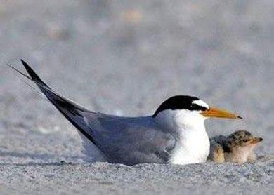 Adult tern with orange beak standing on sandy beach beside its chick