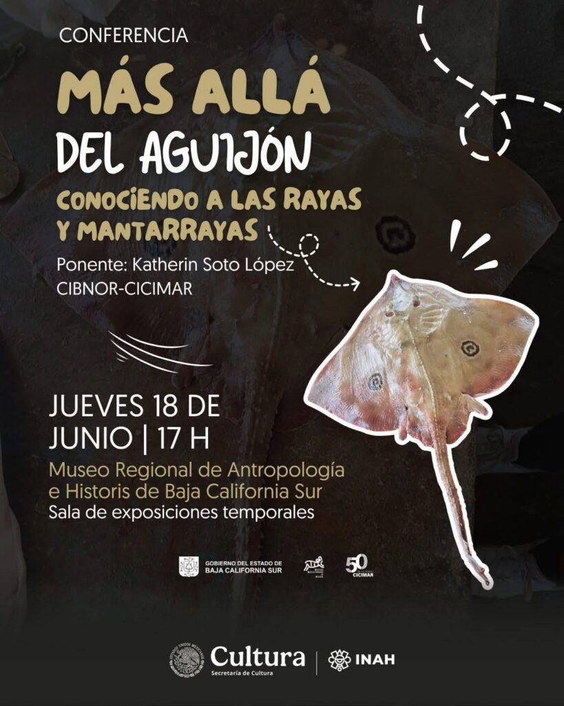 Póster de conferencia 'Más allá del aguijón' con ilustración de una manta raya y detalles del evento (18 de junio, 17 h, Museo Regional de Antropología e Historia de Baja California Sur).