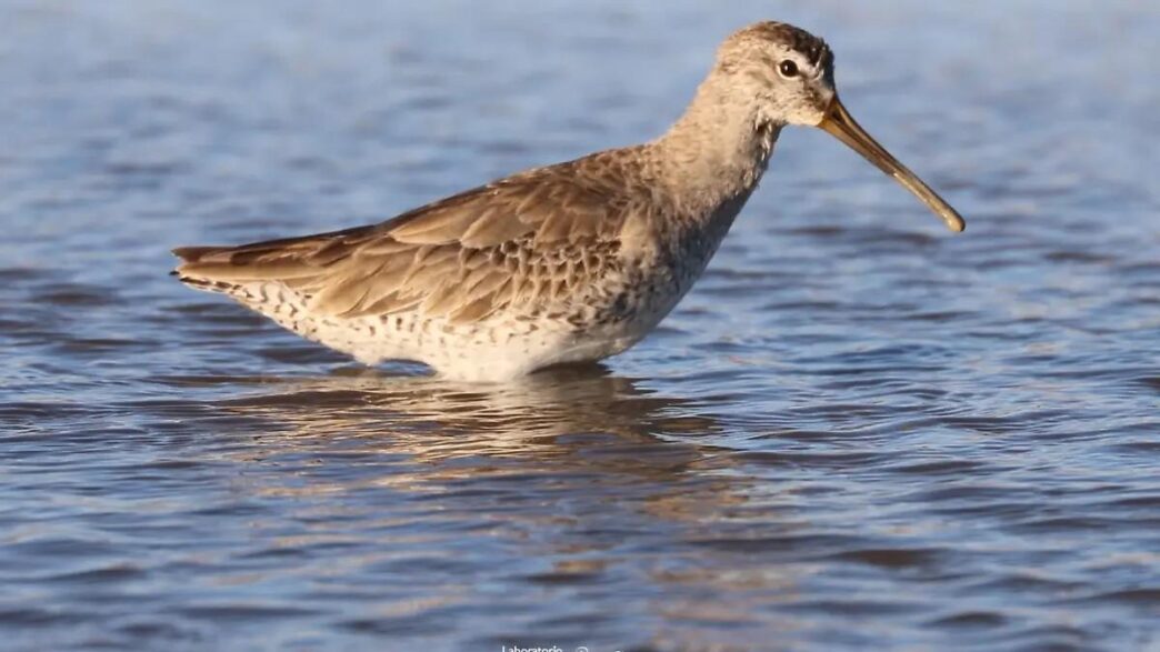 Shorebird wading in shallow blue water with a long beak pointing to the right.