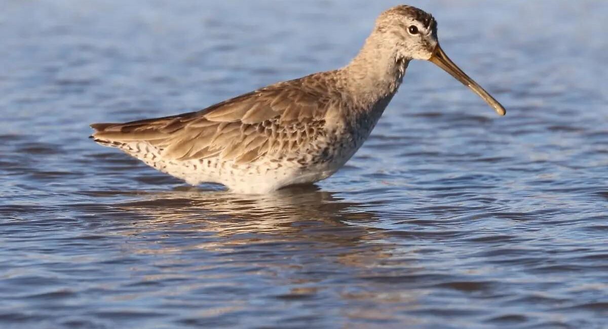Shorebird wading in shallow blue water with a long beak pointing to the right.